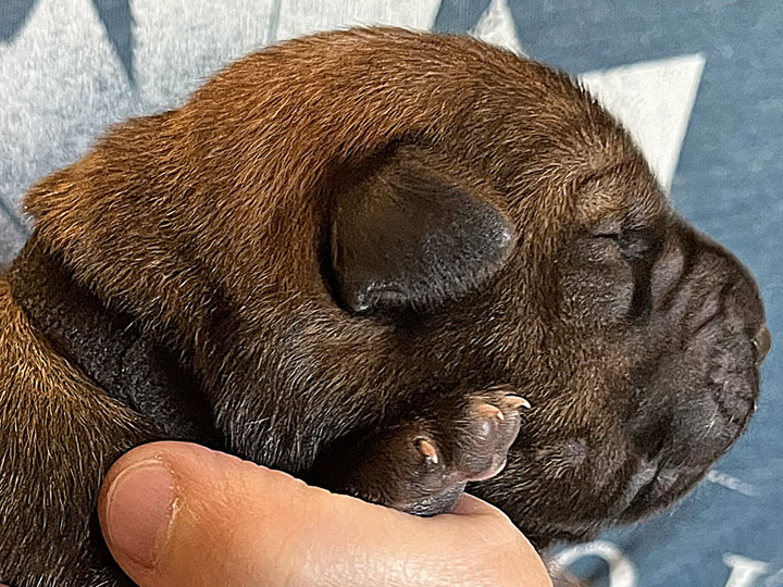 chinook puppy